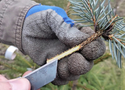 Деревья как люди