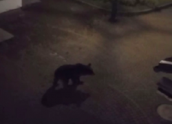 Медведь пришел в этнопарк «Моя Россия» в Сочи