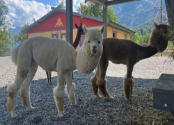 Перуанские альпаки поселились в горах Сочи
