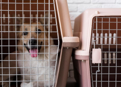 550 животных-компаньонов улетело из аэропорта Сочи за рубеж