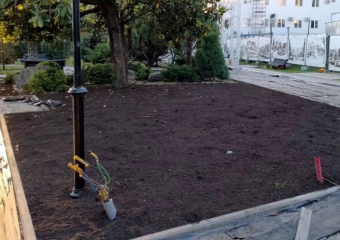 Уникальные деревья, пережившие ВОВ, спилили в центре Сочи