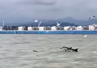 Дельфинов с уникальным окрасом заметили у берегов Сочи
