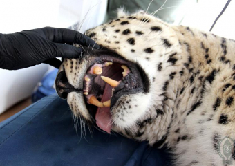 Стоматологическую операцию провели девятилетнему леопарду в Сочи