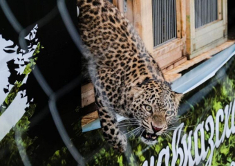 Выпуск самки леопарда, родившейся в Сочи, отменили по состоянию здоровья