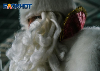 Зарплата Деда Мороза в Сочи составляет более 100 тысяч рублей 