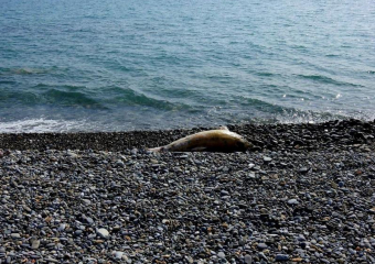 Очередного мертвого дельфина нашли на пляже в Сочи