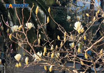 Магнолия зацвела на улице Навагинской в Сочи