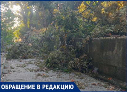«Натворили дел и оставили валяться»: жительница Сочи пожаловалась на массовую вырубку деревьев
