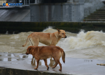 Месячная норма осадков выпадет в Сочи всего за несколько дней