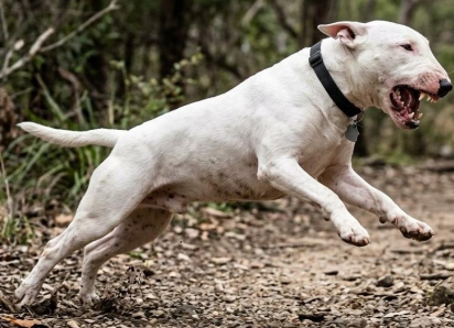Агрессивный бультерьер напал на полицейских в Сочи