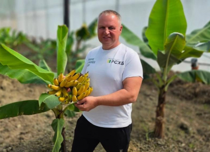 Первую партию бананов вырастили в селе Орел-Изумруд Сочи