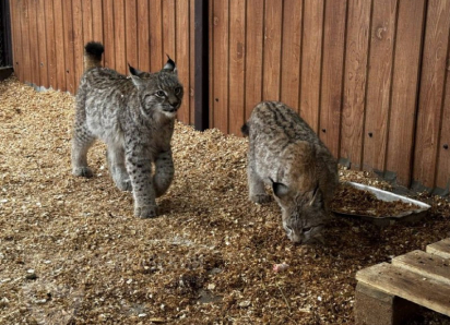 Двое рысят появились в вольерном комплексе «Лаура» в горах Сочи
