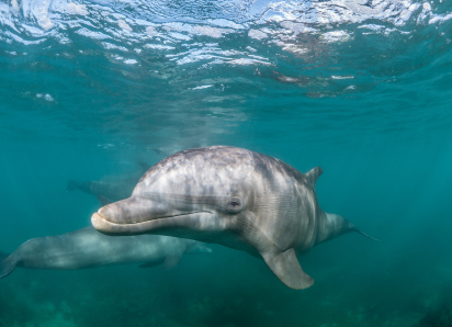 Зоозащитники требуют спасти из тесных бассейнов трех дельфинов в Сочи