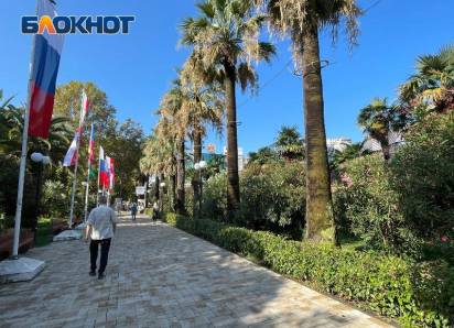 Администрация Сочи потратила на закупку пальм в 13 раз больше, чем на борьбу с их вредителями