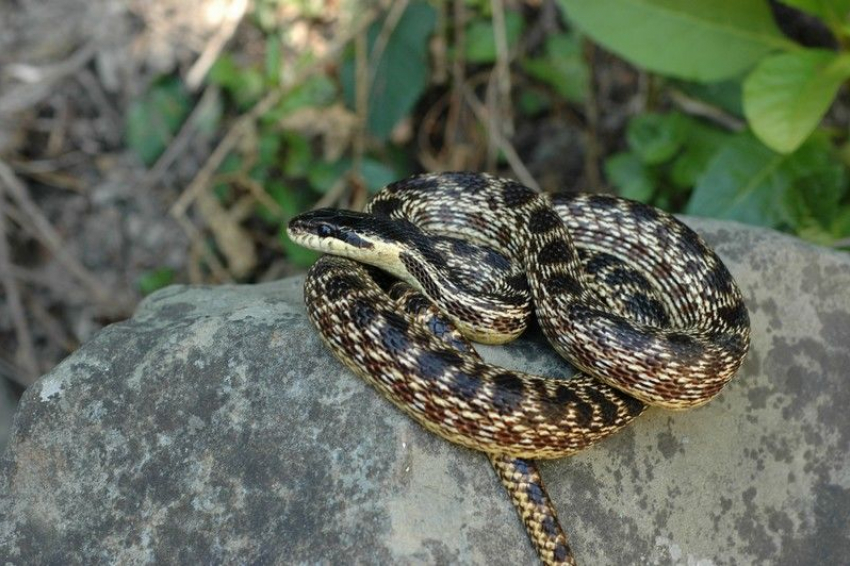 В Сочи из-за аномально теплой погоды могут активизироваться змеи