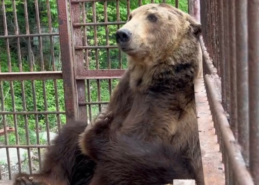 Сочинский медведь Винни продемонстрировал уроки гимнастики 