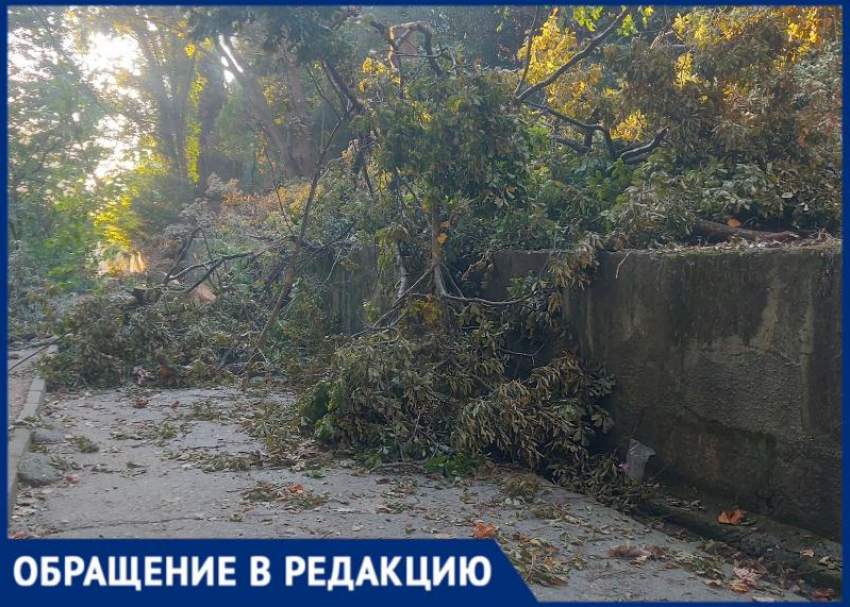 «Натворили дел и оставили валяться»: жительница Сочи пожаловалась на массовую вырубку деревьев