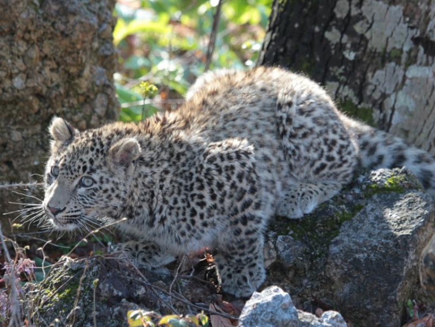 В Сочинском нацпарке удалось заснять на видео первую охоту леопарда 