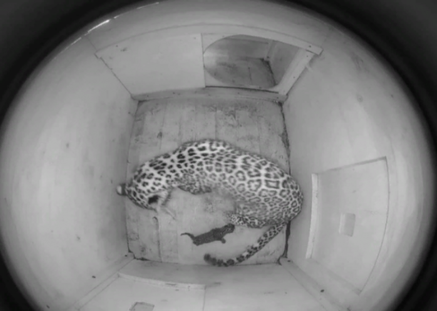 Сочинцам предложили выбрать имя для детеныша переднеазиатского леопарда