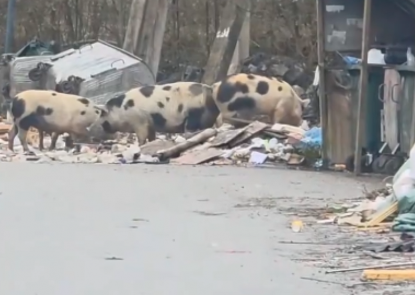 Свиньи едят мусор, а люди свиней: в Сочи появилась своя пищевая цепочка