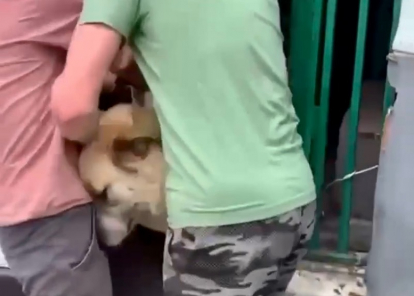 Зоозащитники воспрепятствовали отлову бродячих собак в Сочи 