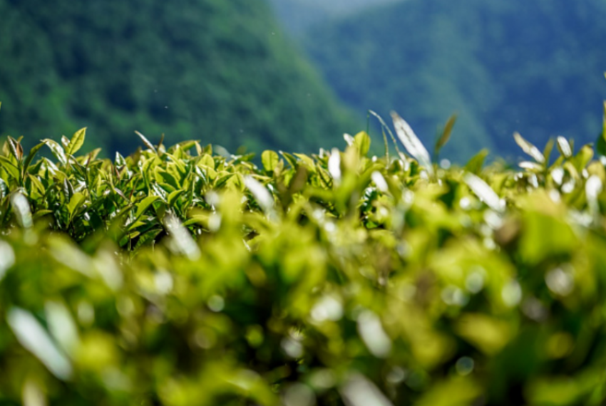 Рекордное количество урожая собрали сочинские чаеводы