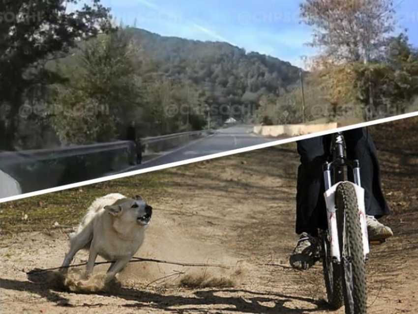 Собака сбила велосипеда на проезжей части в Сочи