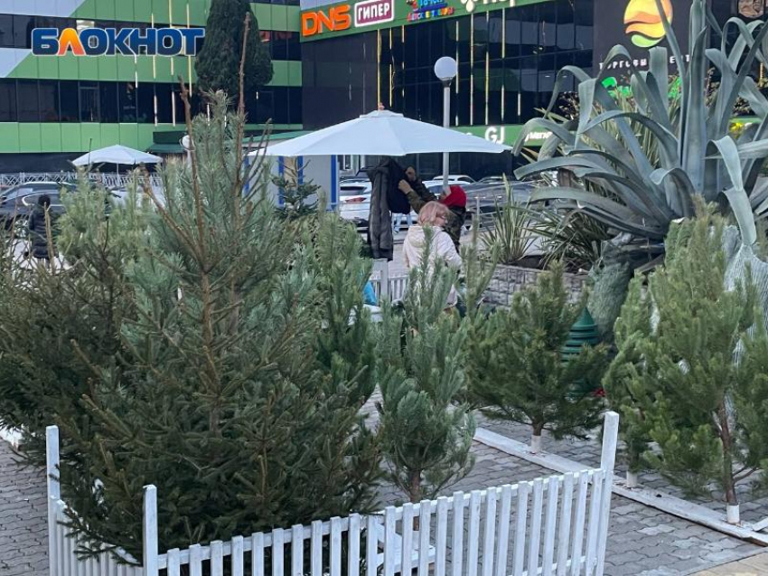 В 34-х местах Сочи откроются елочные базары