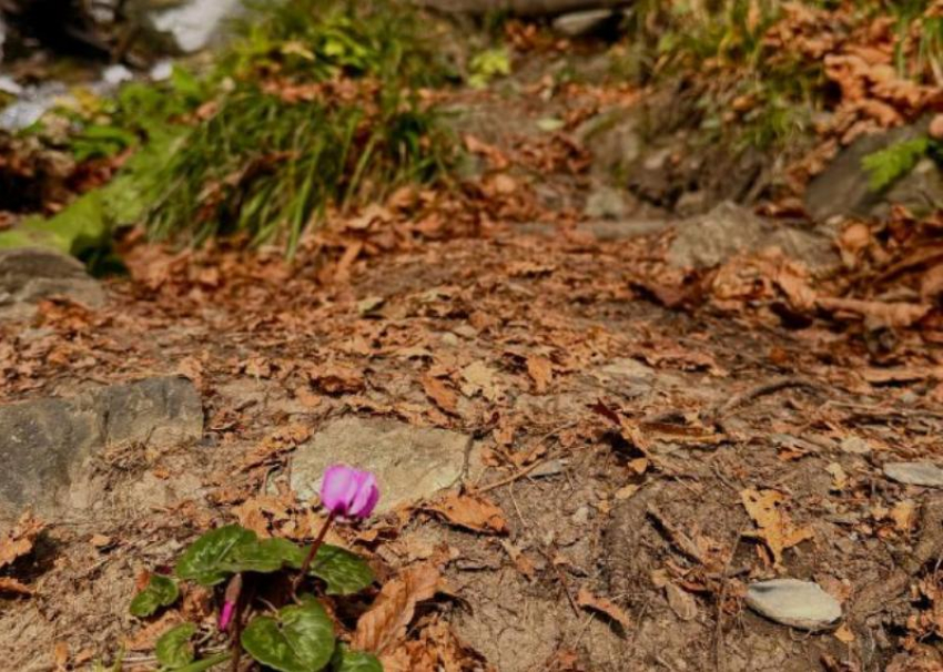 Цикламены распустились в канун зимы в Сочи