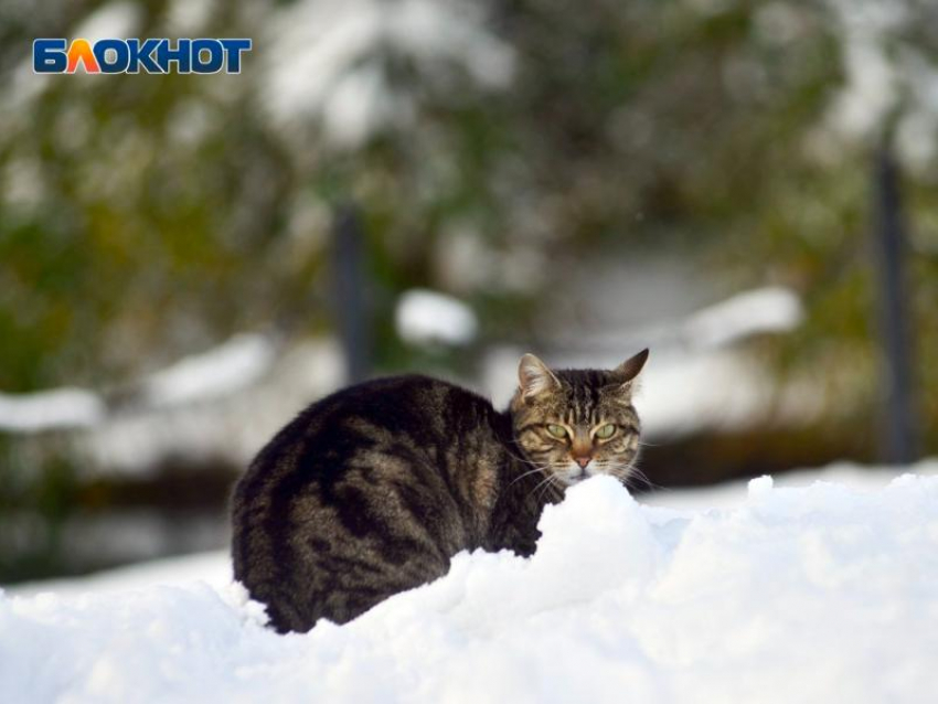 Обрушившиеся на Сочи снегопады стали самыми обильными за 21 год