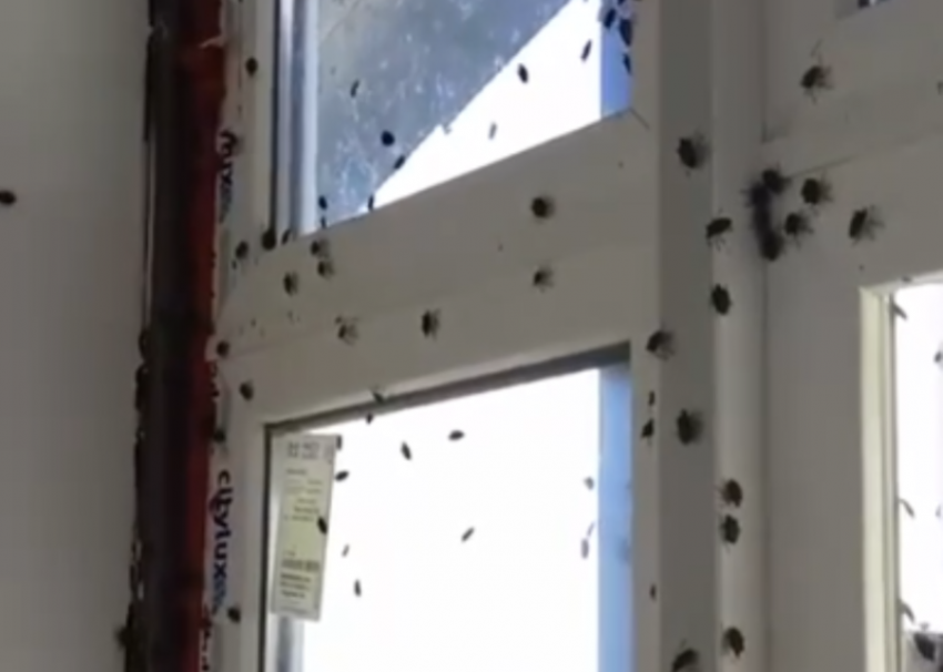 Мраморные клопы снова атаковали Сочи