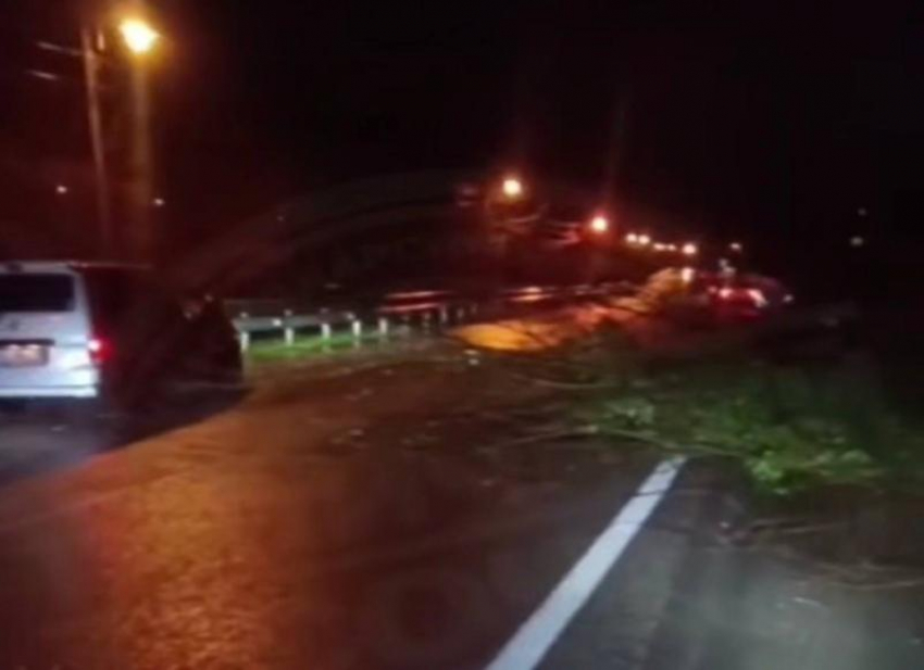 Сель повалил дерево на трассу Адлер — Красная Поляна