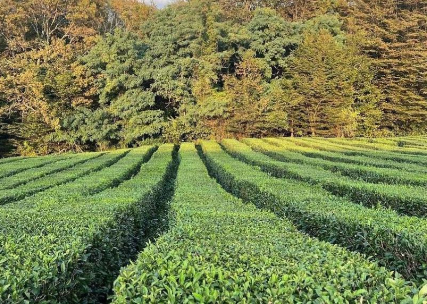 30 тысяч туристов в 2023 году посетили чайные плантации Сочи