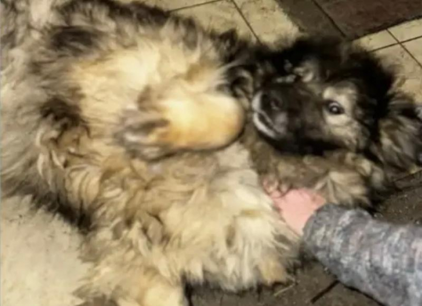 Пес из сочинского приюта обрел семью и уехал в Туапсе