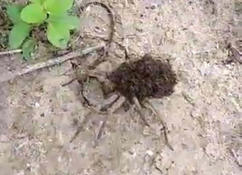 Житель Сочи спас многодетную самку паука-волка 