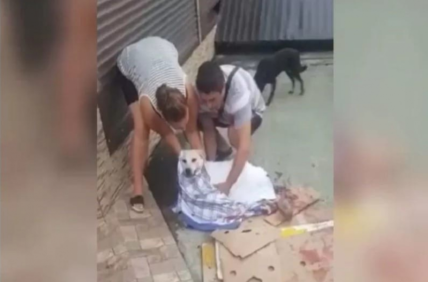 В Сочи разыскивают мужчину, зверски избившего собаку до смерти