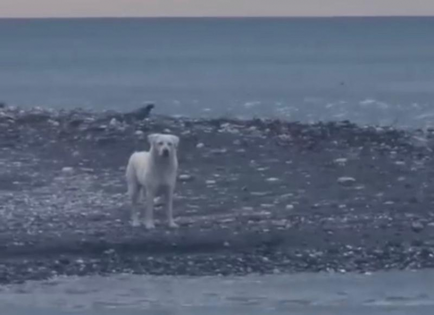 Люди наблюдали и улыбались, но не помогли: бездомного пса едва не унесло в открытое море в Сочи