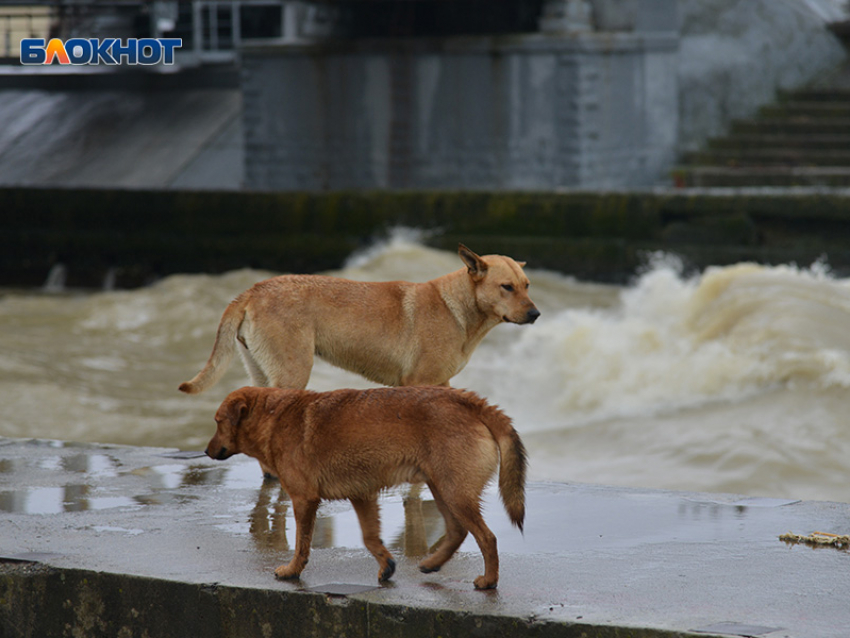 Месячная норма осадков выпадет в Сочи всего за несколько дней