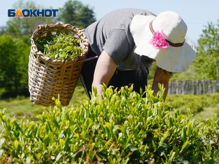 Сочинский чай за год стал дороже на 10%