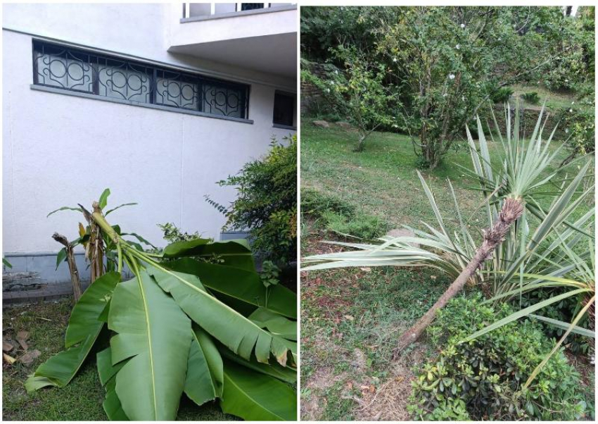 Самшит вырезали, пальмы сломали: вандалы изуродовали сад русско-японской дружбы в Сочи