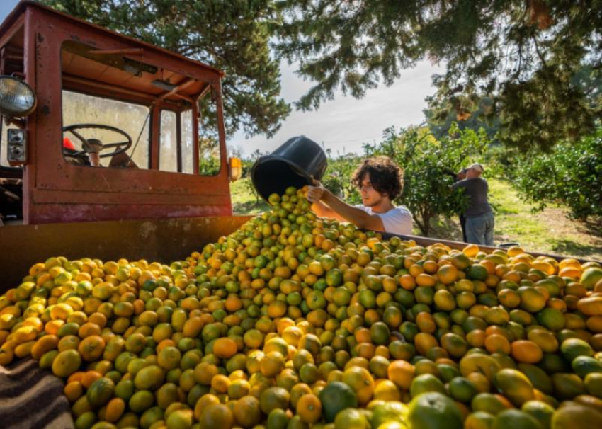 Рекордный урожай мандаринов собрали на территории Сочи