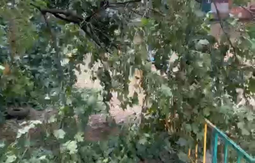 Большое дерево рухнуло на детскую площадку в Сочи