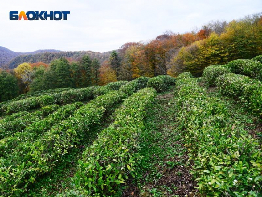 Предприниматели из Сочи лишились чайных плантации по решению суда 