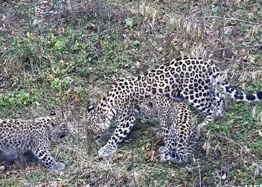 Выпущенный из сочинского заповедника леопард уже месяц успешно живет в природе
