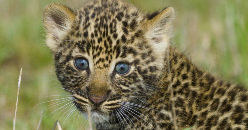 Детенышам леопардов дали имена в честь рек Сочи