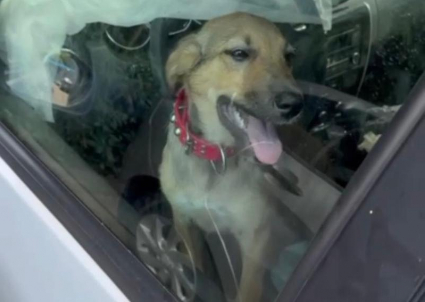 Собаку заперли в машине на 30-градусной жаре в Сочи