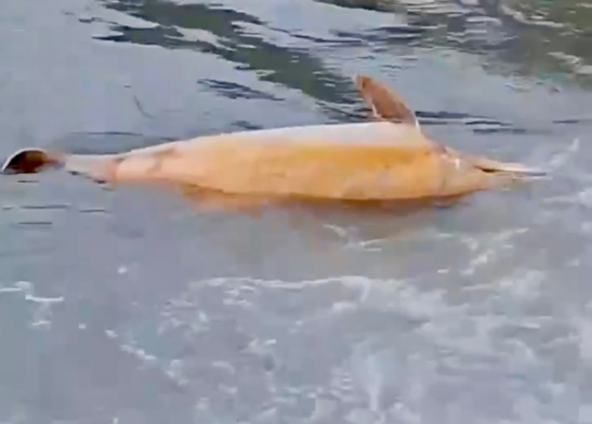 Мертвого дельфина прибило к побережью Сочи