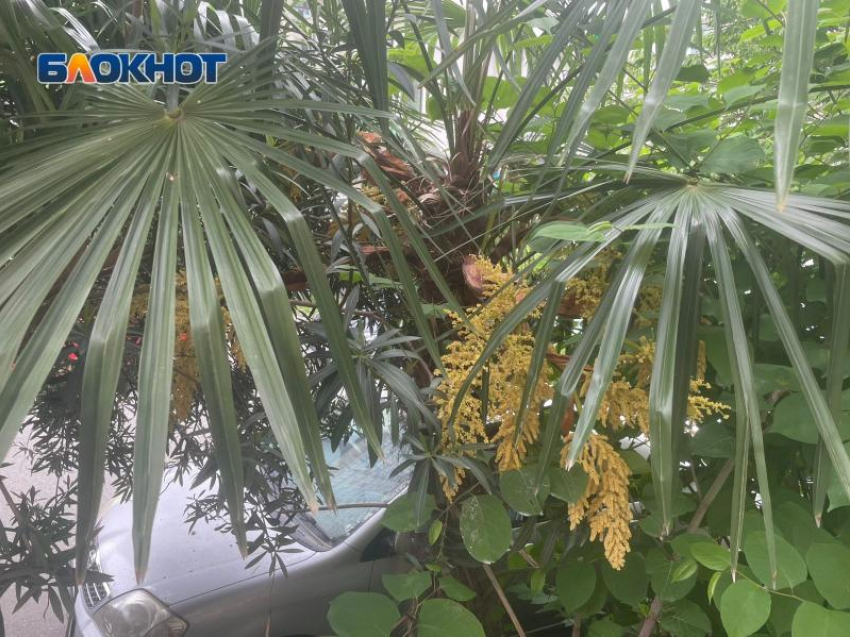 10 миллионов рублей заплатит жительница Сочи за вырубку деревьев