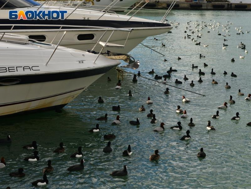 Море у берегов Сочи начинает прогреваться