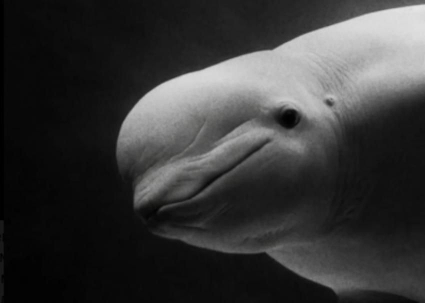  В Москвариуме умерла белуха, привезенная больной из Сочи